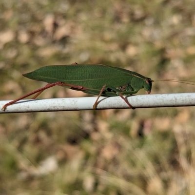 Caedicia simplex at Livingstone National Park - 13 Apr 2023 by Darcy