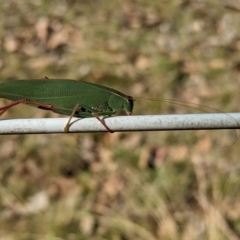 Torbia sp. at Big Springs, NSW - 13 Apr 2023 11:42 AM