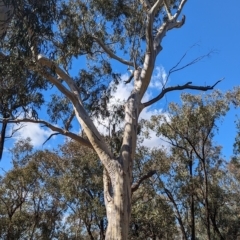 Eucalyptus rossii (Inland Scribbly Gum) at Livingstone National Park - 13 Apr 2023 by Darcy