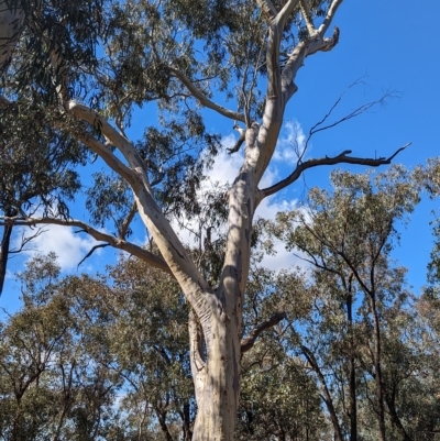 Eucalyptus rossii (Inland Scribbly Gum) at Livingstone National Park - 13 Apr 2023 by Darcy