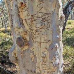 Eucalyptus rossii at Big Springs, NSW - 13 Apr 2023 12:14 PM