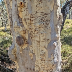 Eucalyptus rossii at Big Springs, NSW - 13 Apr 2023