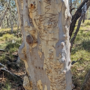 Eucalyptus rossii at Big Springs, NSW - 13 Apr 2023