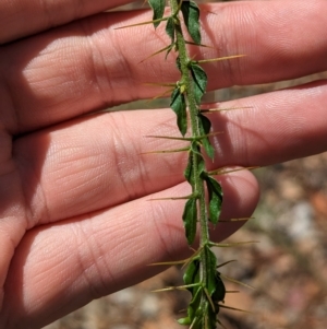 Acacia paradoxa (Kangaroo Thorn) at Big Springs, NSW by Darcy