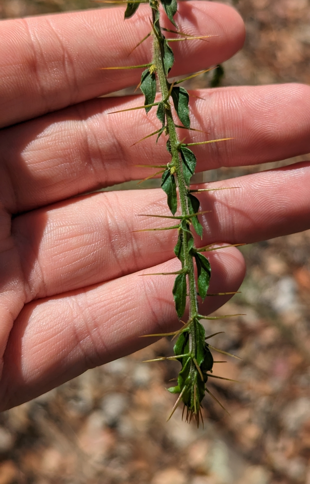 Acacia paradoxa at Big Springs, NSW - 13 Apr 2023