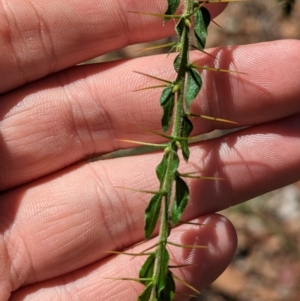 Acacia paradoxa at Big Springs, NSW - 13 Apr 2023 12:10 PM