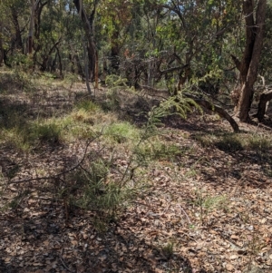 Acacia paradoxa at Big Springs, NSW - 13 Apr 2023