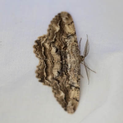 Scioglyptis lyciaria (White-patch Bark Moth) at Higgins, ACT - 27 Mar 2023 by AlisonMilton