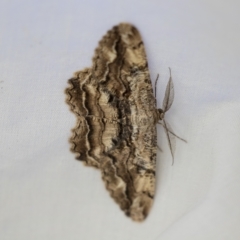 Scioglyptis lyciaria (White-patch Bark Moth) at Higgins, ACT - 27 Mar 2023 by AlisonMilton