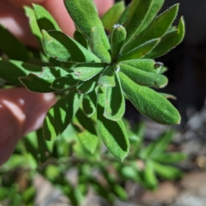 Persoonia rigida at Big Springs, NSW - 13 Apr 2023