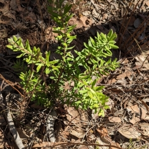 Persoonia rigida at Big Springs, NSW - 13 Apr 2023 12:11 PM