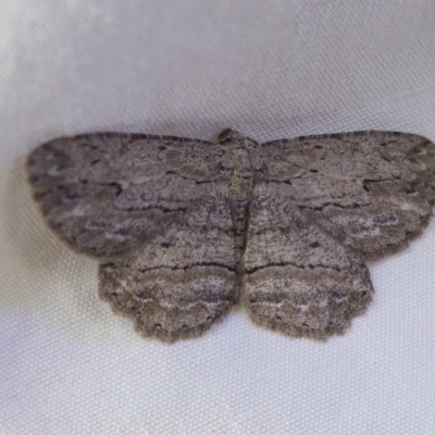 Ectropis excursaria (Common Bark Moth) at Higgins, ACT - 27 Mar 2023 by AlisonMilton