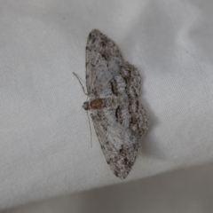 Didymoctenia exsuperata (Thick-lined Bark Moth) at Higgins, ACT - 27 Mar 2023 by AlisonMilton