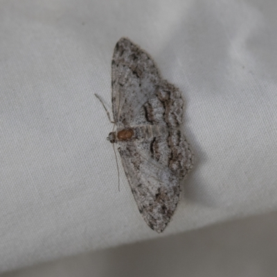 Didymoctenia exsuperata (Thick-lined Bark Moth) at Higgins, ACT - 27 Mar 2023 by AlisonMilton