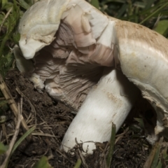 Agaricus sp. (Agaricus) at Hawker, ACT - 10 Apr 2023 by AlisonMilton