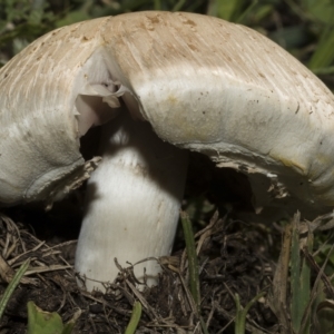 Agaricus sp. at Hawker, ACT - 10 Apr 2023 12:16 PM