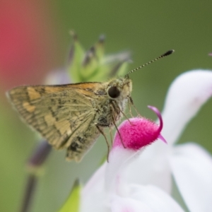 Ocybadistes walkeri at Higgins, ACT - 27 Mar 2023