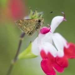 Ocybadistes walkeri at Higgins, ACT - 27 Mar 2023 05:00 PM