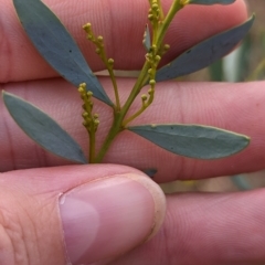 Acacia decora (Showy Wattle) at Burrandana, NSW - 13 Apr 2023 by Darcy