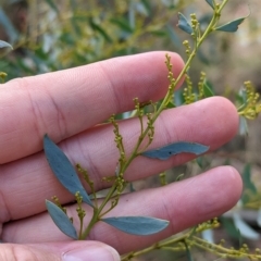 Acacia buxifolia subsp. buxifolia at Livingstone National Park - 13 Apr 2023