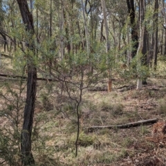 Acacia decora at Burrandana, NSW - 13 Apr 2023