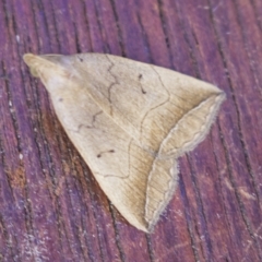 Simplicia armatalis (Crescent Moth) at Higgins, ACT - 27 Mar 2023 by AlisonMilton