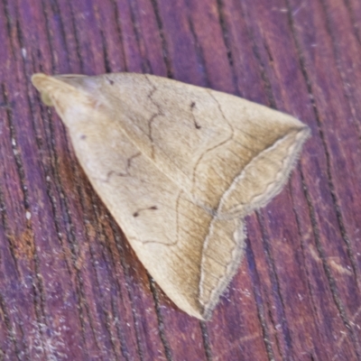 Simplicia armatalis (Crescent Moth) at Higgins, ACT - 27 Mar 2023 by AlisonMilton