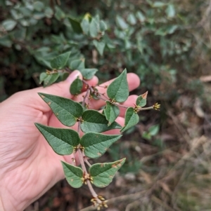 Platylobium formosum at Burrandana, NSW - 13 Apr 2023