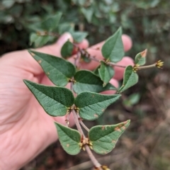 Platylobium formosum at Burrandana, NSW - 13 Apr 2023