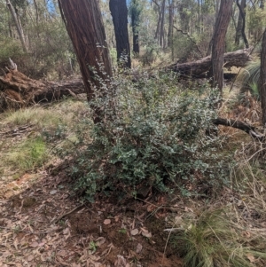 Platylobium formosum at Burrandana, NSW - 13 Apr 2023