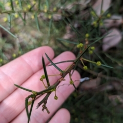 Acacia genistifolia (Early Wattle) at Livingstone National Park - 13 Apr 2023 by Darcy