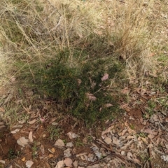 Acacia genistifolia at Big Springs, NSW - 13 Apr 2023