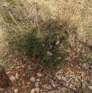 Acacia genistifolia at Big Springs, NSW - 13 Apr 2023 12:46 PM