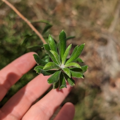 Persoonia rigida (Hairy Geebung) at Livingstone National Park - 13 Apr 2023 by Darcy