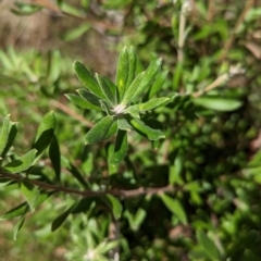 Persoonia rigida at Big Springs, NSW - 13 Apr 2023