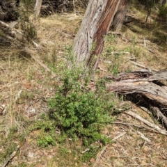Persoonia rigida at Big Springs, NSW - 13 Apr 2023