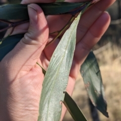 Acacia pycnantha (Golden Wattle) at Milbrulong State Forest - 14 Apr 2023 by Darcy