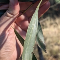 Acacia pycnantha at Milbrulong, NSW - 14 Apr 2023