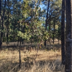 Acacia pycnantha at Milbrulong, NSW - 14 Apr 2023 08:30 AM