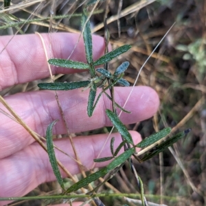 Glycine clandestina at Milbrulong, NSW - 14 Apr 2023 08:53 AM