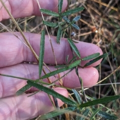 Glycine clandestina at Milbrulong, NSW - 14 Apr 2023 08:53 AM