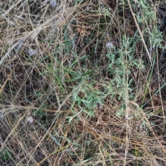 Glycine clandestina at Milbrulong, NSW - 14 Apr 2023 08:53 AM