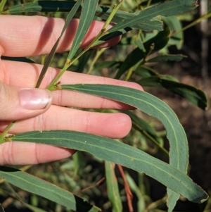 Acacia difformis (Drooping Wattle) at Milbrulong, NSW by Darcy