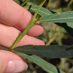 Acacia difformis at Milbrulong, NSW - 14 Apr 2023 08:54 AM