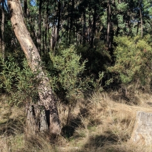 Acacia difformis at Milbrulong, NSW - 14 Apr 2023 08:54 AM