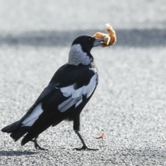 Gymnorhina tibicen (Australian Magpie) at Higgins, ACT - 13 Mar 2023 by AlisonMilton