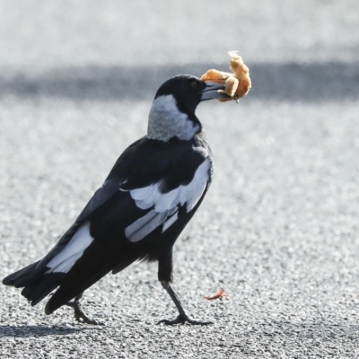 Gymnorhina tibicen (Australian Magpie) at Higgins, ACT - 14 Mar 2023 by AlisonMilton