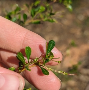 Dodonaea viscosa subsp. cuneata (Wedge-leaved Hop Bush) at Milbrulong, NSW by Darcy