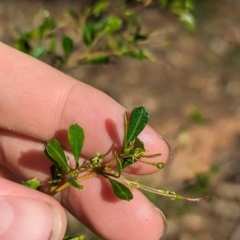 Dodonaea viscosa subsp. cuneata (Wedge-leaved Hop Bush) at Milbrulong, NSW - 14 Apr 2023 by Darcy