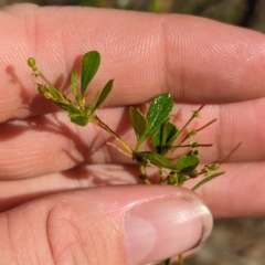 Dodonaea viscosa subsp. cuneata at Milbrulong, NSW - 14 Apr 2023